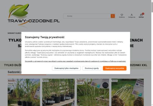 Miskant olbrzymi, miskant olbrzymi sadzonki, rizom